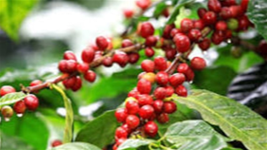 Receita do café brasileiro pode ultrapassar R$ 126 bilhões