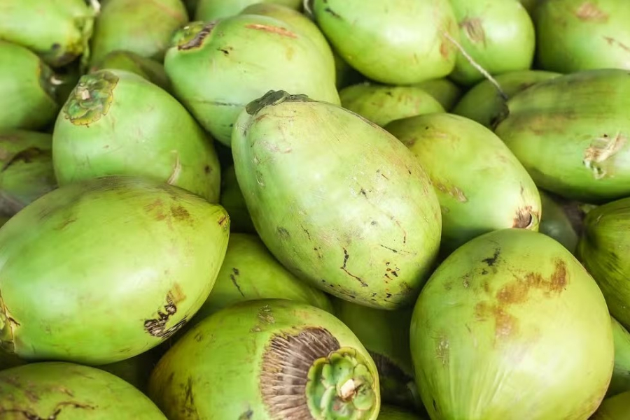 Como começar o cultivo do coco