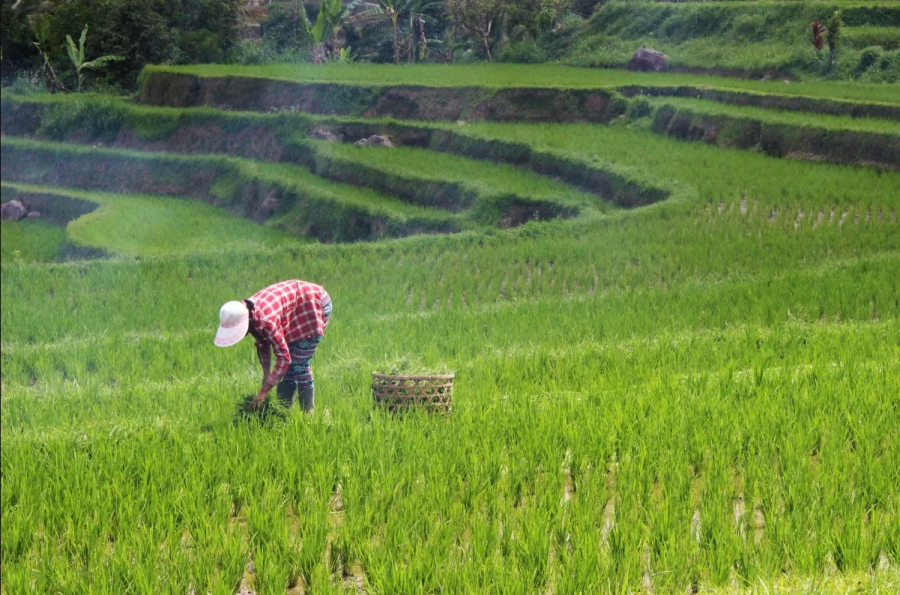 Governo lança Plano Safra 2025/26 com R$ 516,2 bi à agricultura empresarial